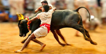 jallikattu