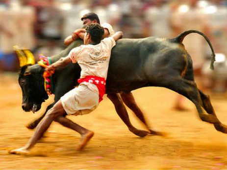jallikattu